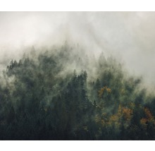 Paysage forestier avec brouillard et arbres