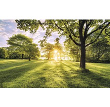 Paysage avec arbres et pelouse ensoleillée