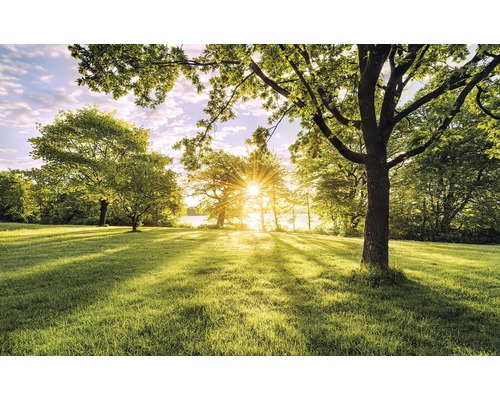 Papier peint panoramique intissé PSH054-VD4 Pure Golden Moment 4 pces 400 x 250 cm Paysage avec arbres et pelouse ensoleillée