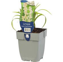 Liriope muscari ''Monroe White'' in einem Topf