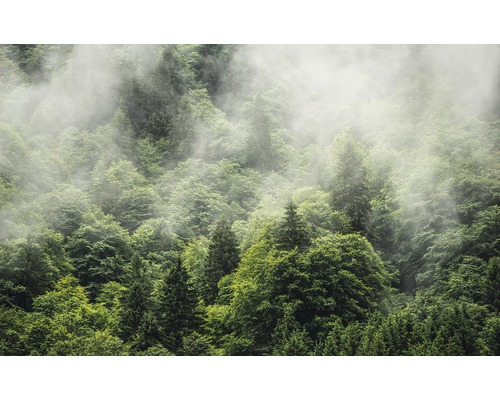 Papier peint panoramique intissé PSH061-VD4 Pure Forest Land 4 pces 400 x 250 cm Forêt dense avec brouillard