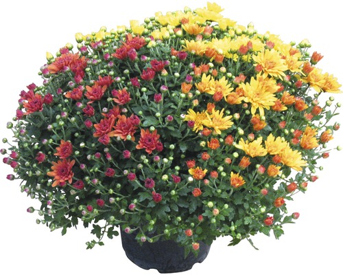 Chrysanthème Chrysanthemum indicum 'Party Trio' pot Ø 20 cm assorti