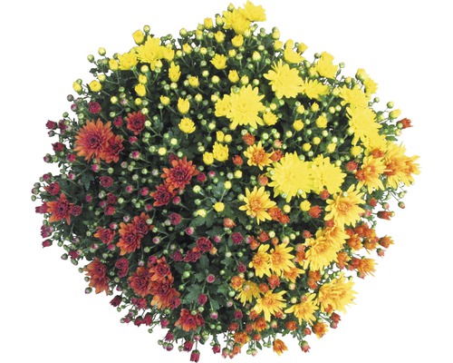 Touffe de chrysanthèmes avec fleurs multicolores