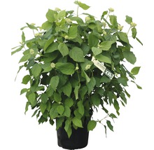 Cornouiller en pot