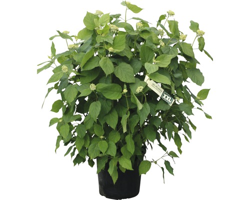 Cornouiller en pot