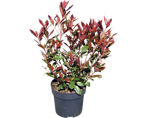 Glanzmispel in einem Topf