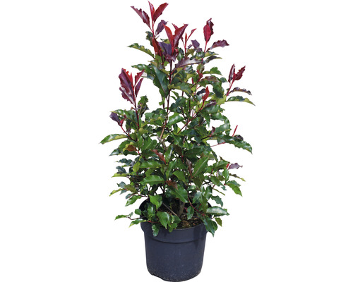 Glanzmispel FloraSelf Photinia fraseri Magical Volcano' H 50-60 cm Co 6 L  - HORNBACH Luxemburg