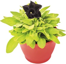 Pétunias retombants Black Ray™ FloraSelf® pot de 12, noir-thumb-0