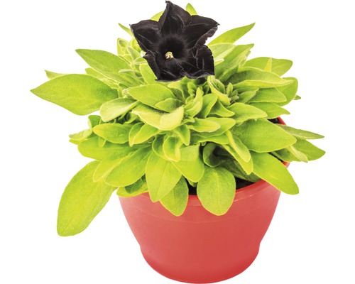 Pétunias retombants Black Ray™ FloraSelf® pot de 12, noir