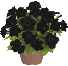 Hängepetunie FloraSelf Petunia x atkinsiana 'Black Ray' Ø 12 cm Topf-thumb-6
