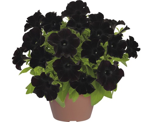 Schwarze Petunien in einem Topf.