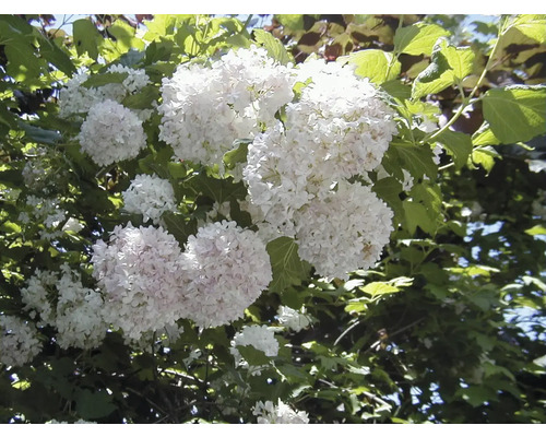 Inflorescence d''une viorne obier dans le jardin