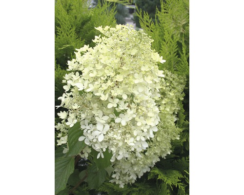 Rispenhortensie FloraSelf Hydrangea paniculata 'Phantom' H 100-125 cm Co 15 L