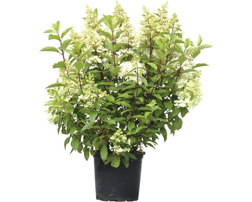 Rispenhortensie FloraSelf Hydrangea paniculata 'Pinky Winky' H 80-100 cm Co 15 L, Farbwechsel der Blüten Rispenhortensie FloraSelf Hydrangea paniculata 'Pinky Winky' H 80-100 cm Co 15 L, Farbwechsel der Blüten