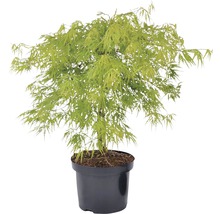 Japanischer Schlitzahorn FloraSelf Acer palmatum dissectum 'Viridis' H 40-60 cm Co 4 L
