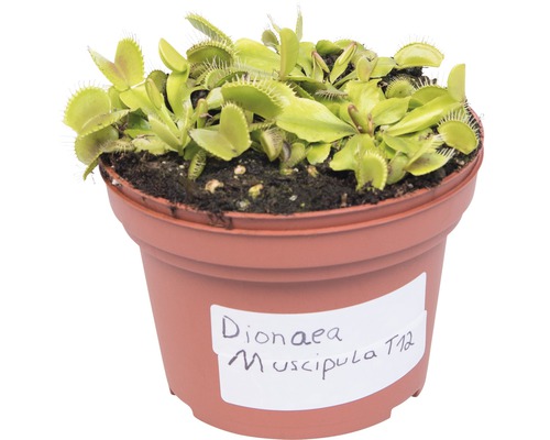 Dionée attrape-mouche en pot, plante carnivore