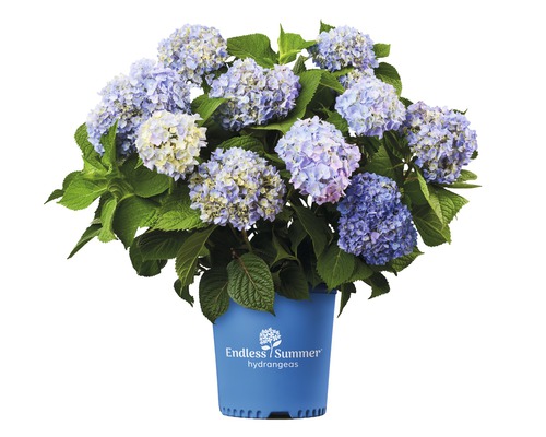 Hortensia Endless Summer® bleu Hydrangea macrophylla 'The Bride' h 20-35 cm Co 5 L hortensia boule à floraison fréquente