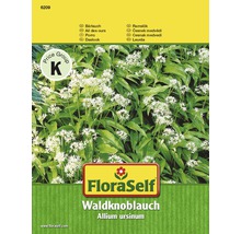 Ail des ours 'Waldknoblauch' FloraSelf semences non-hybrides semences de fines herbes-thumb-0
