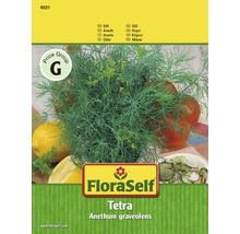 Aneth 'Tetra' FloraSelf semences non-hybrides semences de fines herbes-thumb-0