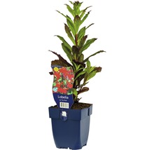 Lobelia en pot