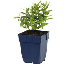 Salicaire commune Lythrum salicaria 'Dropmore Purple' h 5-80 cm Co 0,5 l (6 pièces)