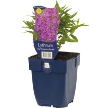 Salicaire commune Lythrum salicaria 'Dropmore Purple' h 5-80 cm Co 0,5 l (6 pièces)