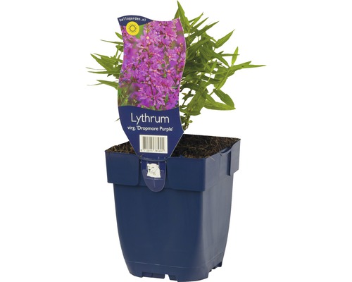 Blutweiderich FloraSelf Lythrum salicaria 'Dropmore Purple' H 5-20 cm Co 0,5 L Blutweiderich im Topf