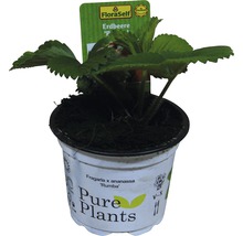 Plant de fraises en pot