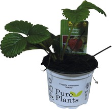 Fraisier FloraSelf Fragaria x ananassa 'Sonata' pot Ø 9 cm