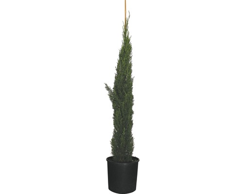 Cyprès méditerranéen 'Totem' FloraSelf Cupressus sempervirens 'Totem' H 125-150 cm Co 12 l