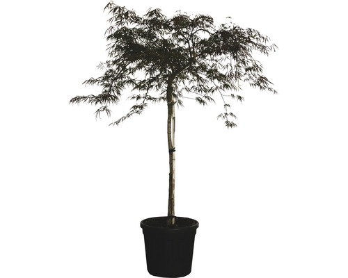 Dunkelroter Schlitzahorn FloraSelf Acer palmatum 'Dissectum Garnet' H ca.140 cm Co 45 L