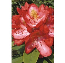 Gros plan d''une fleur de rhododendron rouge