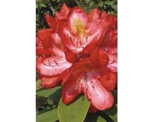 Großblumige Alpenrose FloraSelf Rhododendron Hybride 'Junifeuer' H 30-40 cm Co 6 L