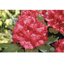 Nahaufnahme einer Rhododendronblüte mit Blättern