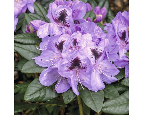 Großblumige Alpenrose FloraSelf Rhododendron Hybride 'Metallica' H 30-40 cm Co 6 L-0