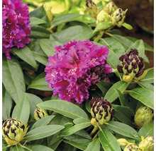Gros plan d''un rhododendron avec des fleurs et des boutons