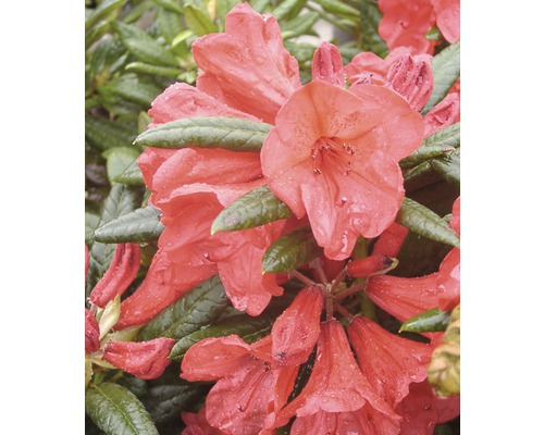 Rhododendron à grosses fleurs FloraSelf Rhododendron Hybride 'Elizabeth' H 30-40 cm Co 6 L Gros plan d''une fleur de rhododendron