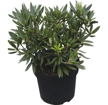 Im Topf wachsender Rhododendron