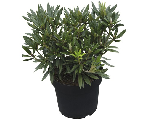 Großblumige Alpenrose FloraSelf Rhododendron Hybride 'Blewbury' H 30-40 cm Co 6 L