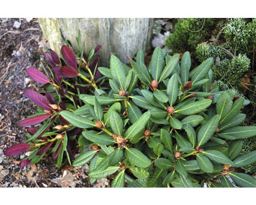 Rhododendron à grosses fleurs FloraSelf Rhododendron Hybride 'Wine and Roses' ® H 30-40 cm Co 6 l