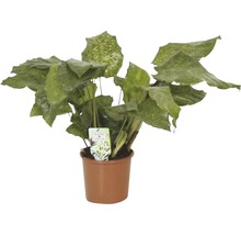 Calathea plante d''intérieur en pot
