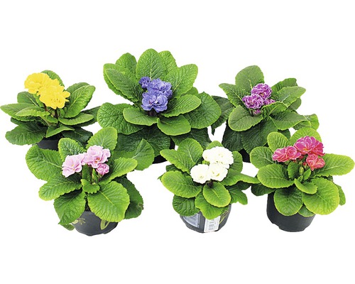 Verschiedenfarbige Topfprimeln mit grünen Blättern in Töpfen