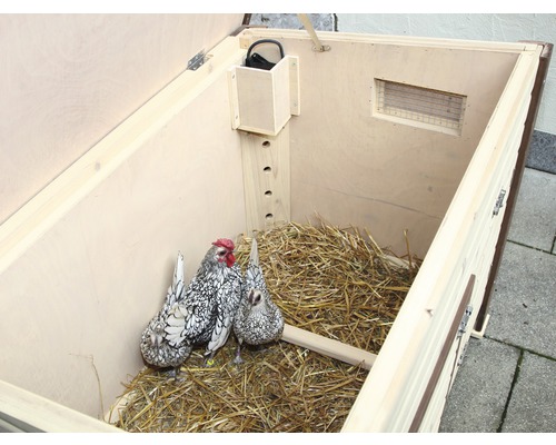 Poulailler ouvert avec deux poules et de la paille