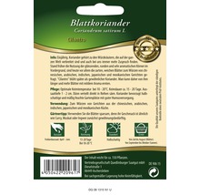 Koriander Blatt Cilantro Kräutersamen