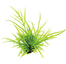 Javafarn Trident - Microsorum pteropus Trident T/10