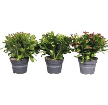Trois plantes Schlumbergera en pots