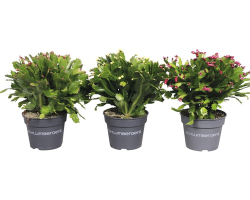 Trois plantes Schlumbergera en pots