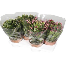 Cactus de Noël en pots sur un plateau.