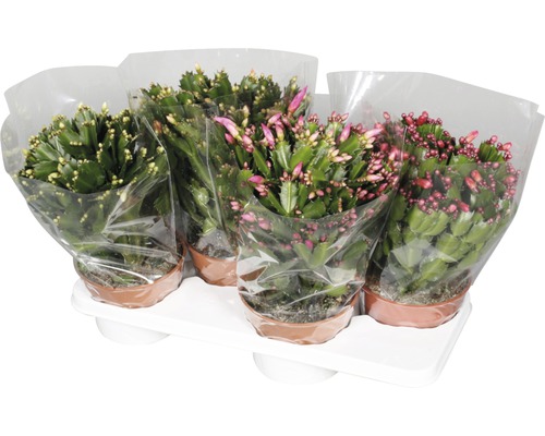 Cactus de Noël en pots sur un plateau.