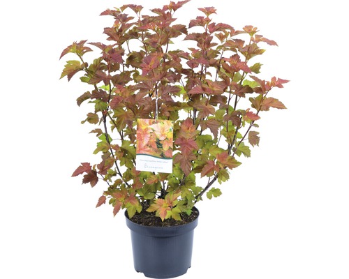 Physocarpe à feuilles d''obier Diabolo dans un pot